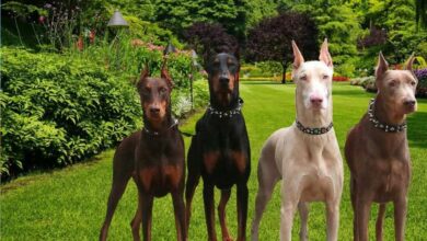 doberman