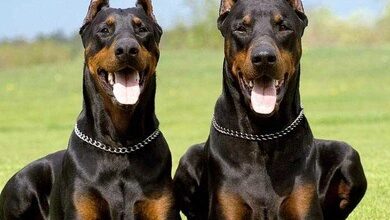 secereli doberman
